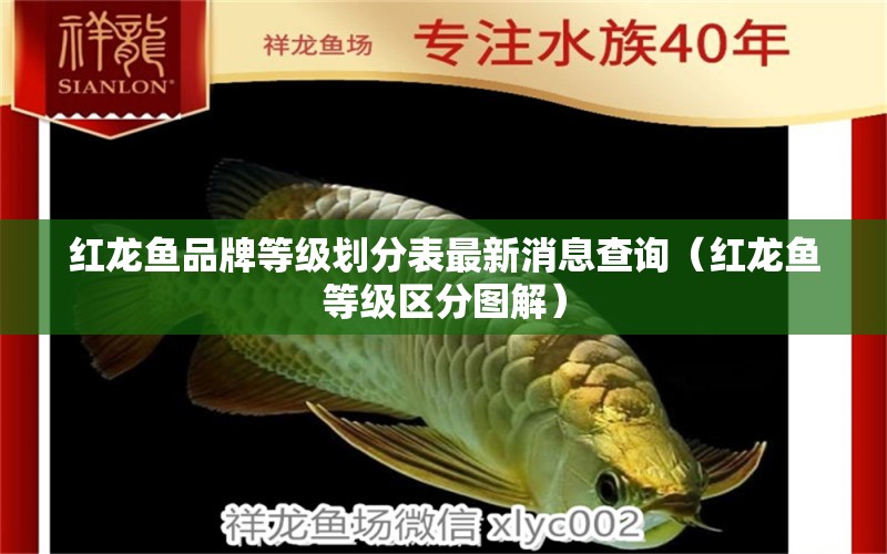 紅龍魚品牌等級劃分表最新消息查詢（紅龍魚等級區(qū)分圖解）