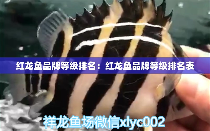 紅龍魚品牌等級排名：紅龍魚品牌等級排名表