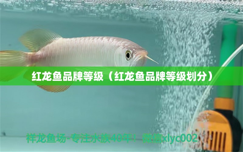 紅龍魚品牌等級(jí)（紅龍魚品牌等級(jí)劃分） 泰國(guó)虎魚