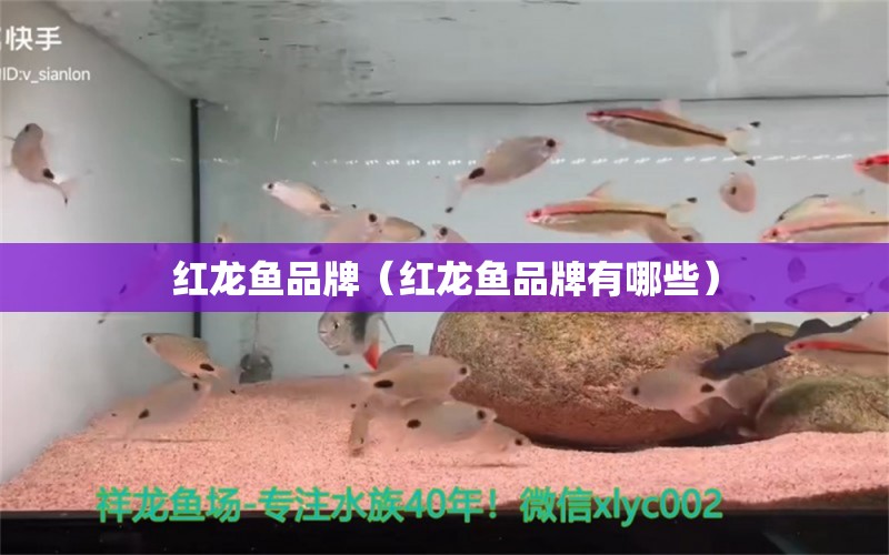 紅龍魚品牌（紅龍魚品牌有哪些）