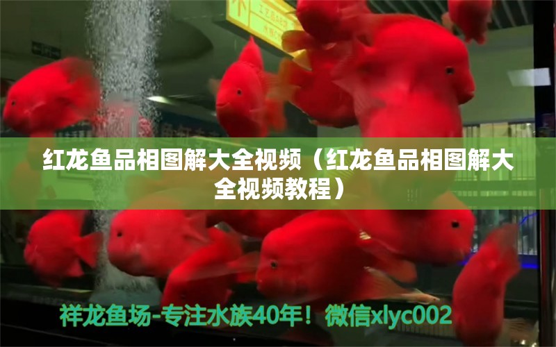 紅龍魚品相圖解大全視頻（紅龍魚品相圖解大全視頻教程）