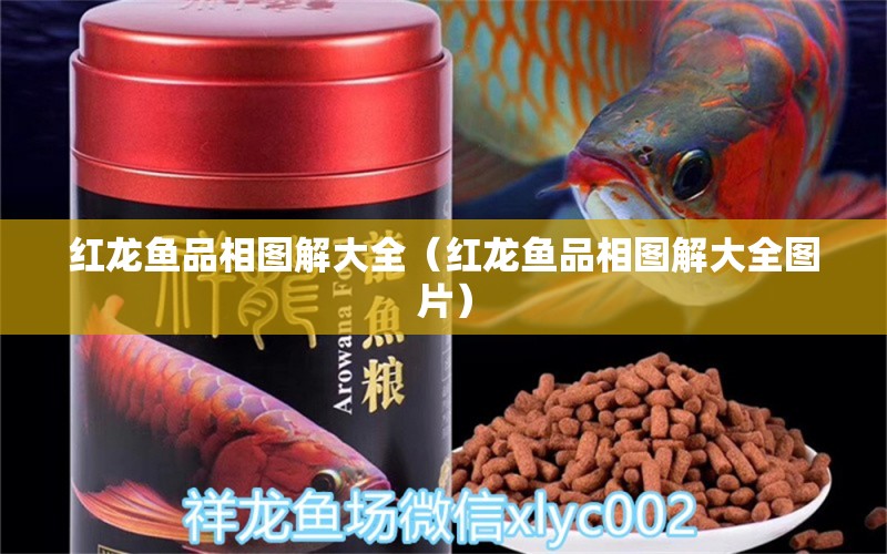 紅龍魚品相圖解大全（紅龍魚品相圖解大全圖片） 印尼紅龍魚