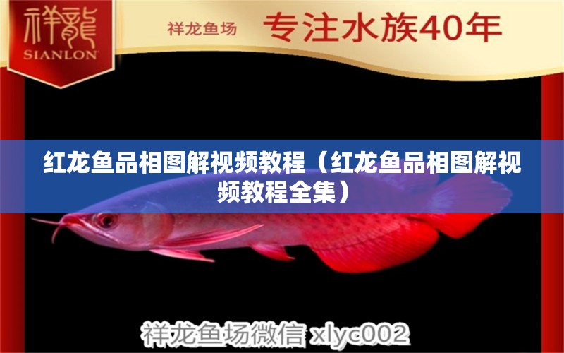 紅龍魚品相圖解視頻教程（紅龍魚品相圖解視頻教程全集）