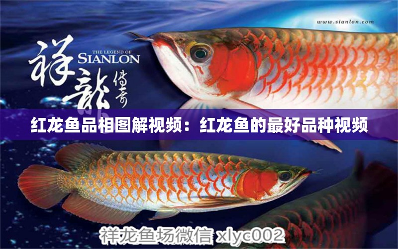 紅龍魚(yú)品相圖解視頻：紅龍魚(yú)的最好品種視頻