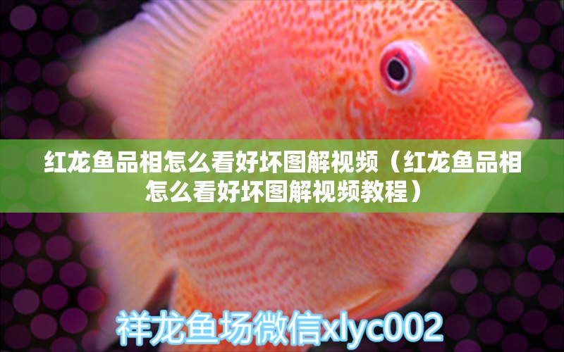 紅龍魚(yú)品相怎么看好壞圖解視頻（紅龍魚(yú)品相怎么看好壞圖解視頻教程）