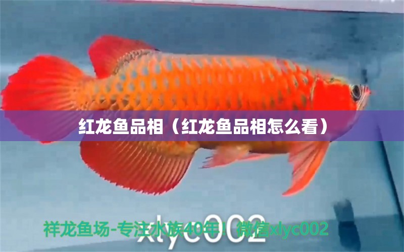 紅龍魚品相（紅龍魚品相怎么看）