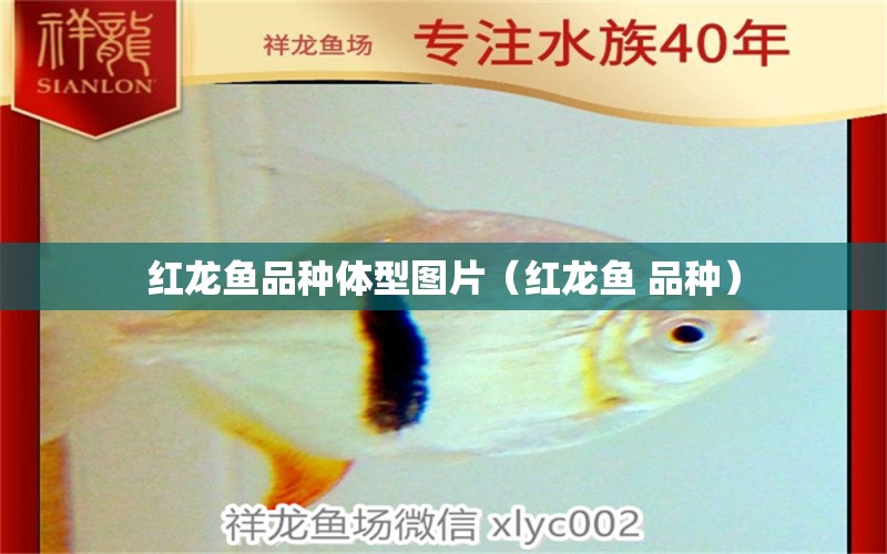 紅龍魚品種體型圖片（紅龍魚 品種） 養(yǎng)魚知識