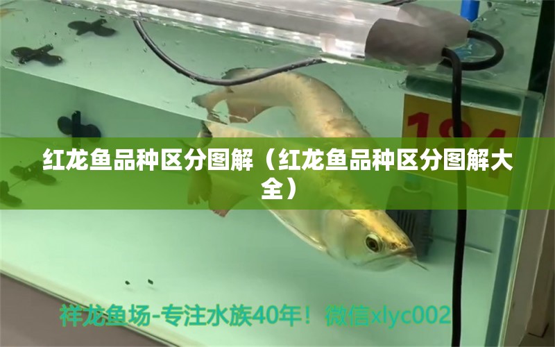 紅龍魚(yú)品種區(qū)分圖解（紅龍魚(yú)品種區(qū)分圖解大全） 印尼紅龍魚(yú)