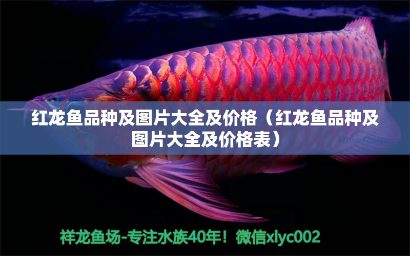 紅龍魚(yú)品種及圖片大全及價(jià)格（紅龍魚(yú)品種及圖片大全及價(jià)格表） 印尼紅龍魚(yú)