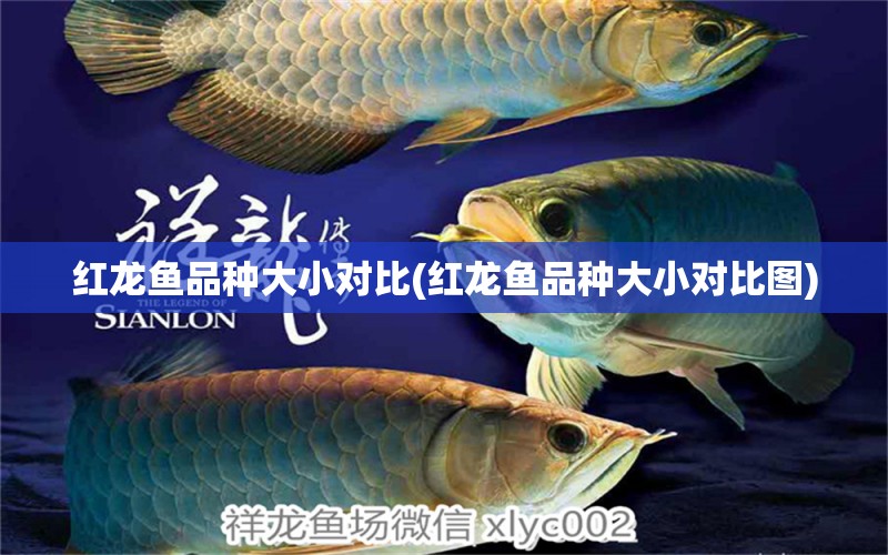 紅龍魚品種大小對(duì)比(紅龍魚品種大小對(duì)比圖) 海水魚