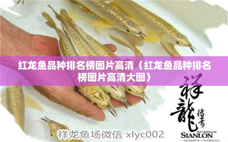 紅龍魚品種排名榜圖片高清（紅龍魚品種排名榜圖片高清大圖）