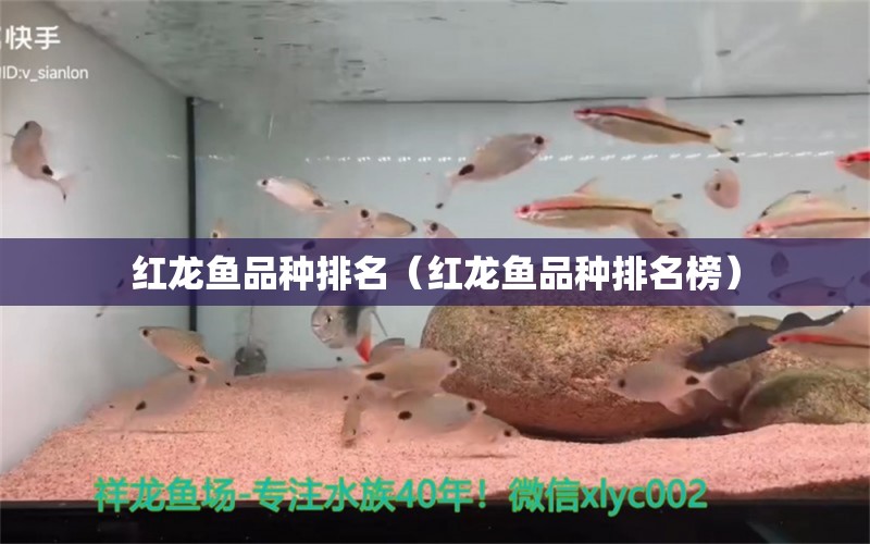 紅龍魚(yú)品種排名（紅龍魚(yú)品種排名榜）