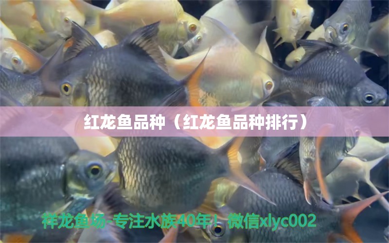 紅龍魚品種（紅龍魚品種排行）