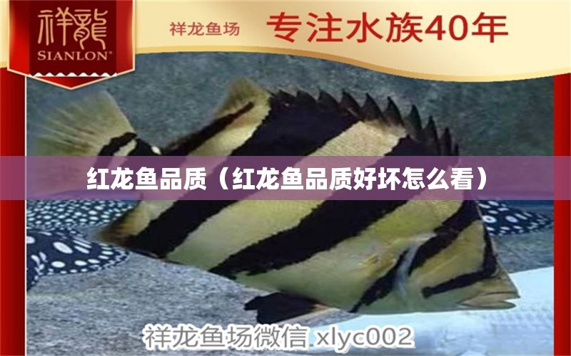 紅龍魚品質(zhì)（紅龍魚品質(zhì)好壞怎么看） 祥龍金禾金龍魚