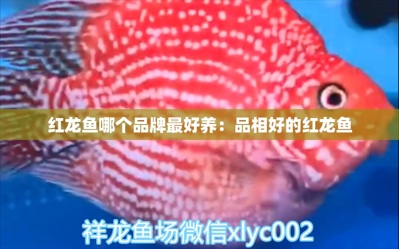 紅龍魚哪個品牌最好養(yǎng)：品相好的紅龍魚