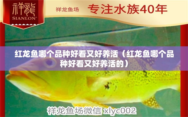 紅龍魚哪個品種好看又好養(yǎng)活（紅龍魚哪個品種好看又好養(yǎng)活的）