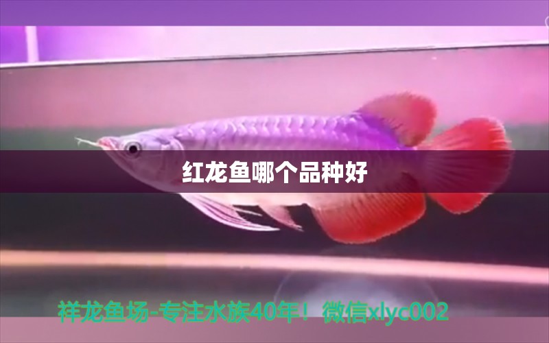 紅龍魚哪個(gè)品種好 龍魚百科 第1張