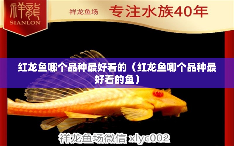 紅龍魚哪個(gè)品種最好看的（紅龍魚哪個(gè)品種最好看的魚） 印尼紅龍魚