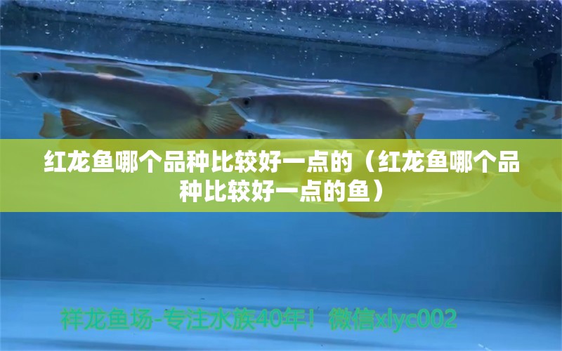 紅龍魚哪個品種比較好一點的（紅龍魚哪個品種比較好一點的魚）