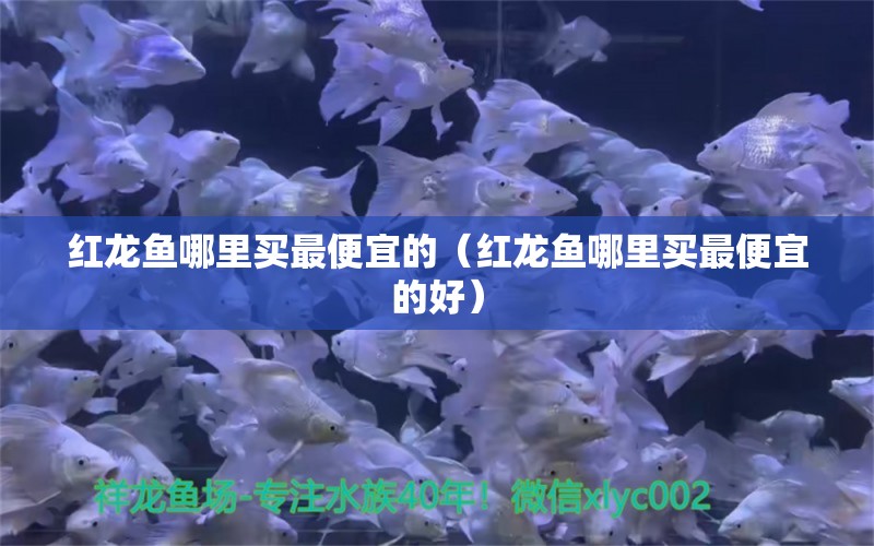 紅龍魚哪里買最便宜的（紅龍魚哪里買最便宜的好）