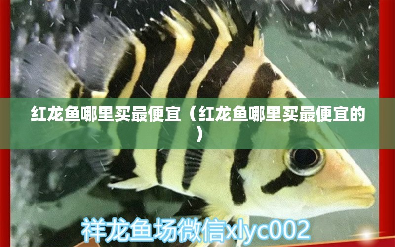 紅龍魚(yú)哪里買最便宜（紅龍魚(yú)哪里買最便宜的） 網(wǎng)上購(gòu)買觀賞魚(yú)