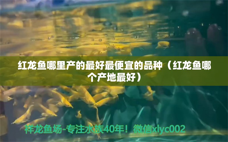 紅龍魚(yú)哪里產(chǎn)的最好最便宜的品種（紅龍魚(yú)哪個(gè)產(chǎn)地最好）