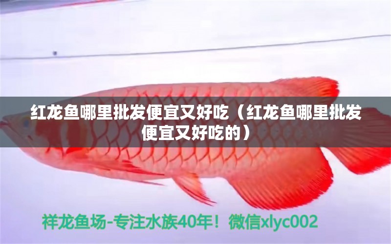 紅龍魚哪里批發(fā)便宜又好吃（紅龍魚哪里批發(fā)便宜又好吃的）