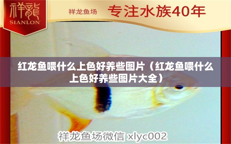 紅龍魚喂什么上色好養(yǎng)些圖片（紅龍魚喂什么上色好養(yǎng)些圖片大全）