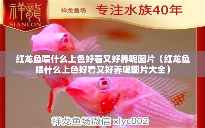 紅龍魚喂什么上色好看又好養(yǎng)呢圖片（紅龍魚喂什么上色好看又好養(yǎng)呢圖片大全）