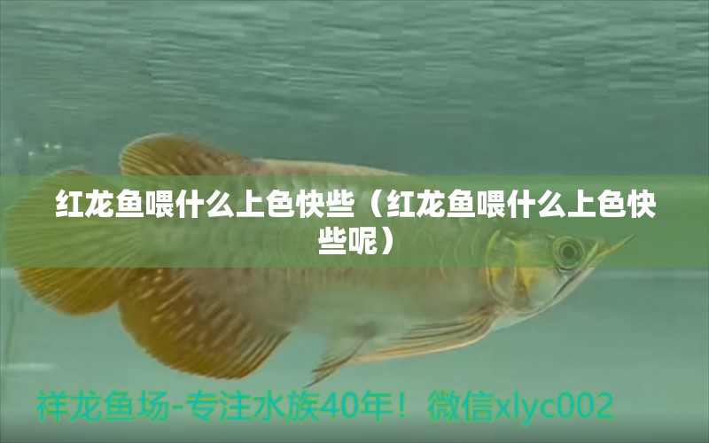 紅龍魚喂什么上色快些（紅龍魚喂什么上色快些呢） 印尼紅龍魚