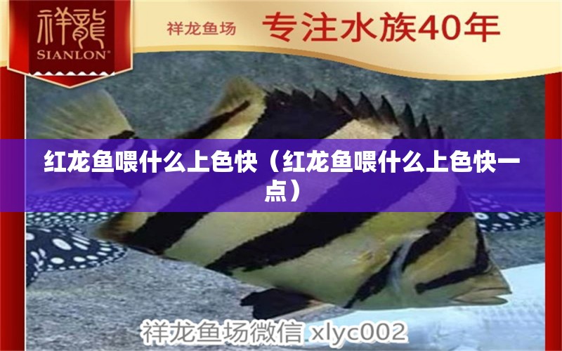 紅龍魚喂什么上色快（紅龍魚喂什么上色快一點(diǎn)） 印尼紅龍魚