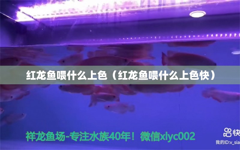 紅龍魚喂什么上色（紅龍魚喂什么上色快）