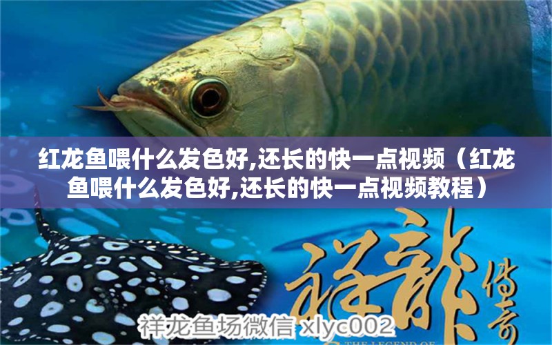 紅龍魚喂什么發(fā)色好,還長(zhǎng)的快一點(diǎn)視頻（紅龍魚喂什么發(fā)色好,還長(zhǎng)的快一點(diǎn)視頻教程） 龍魚百科