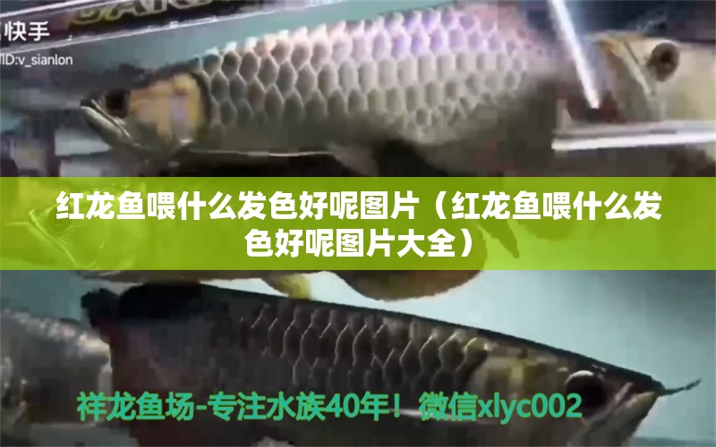 紅龍魚喂什么發(fā)色好呢圖片（紅龍魚喂什么發(fā)色好呢圖片大全） 龍魚百科