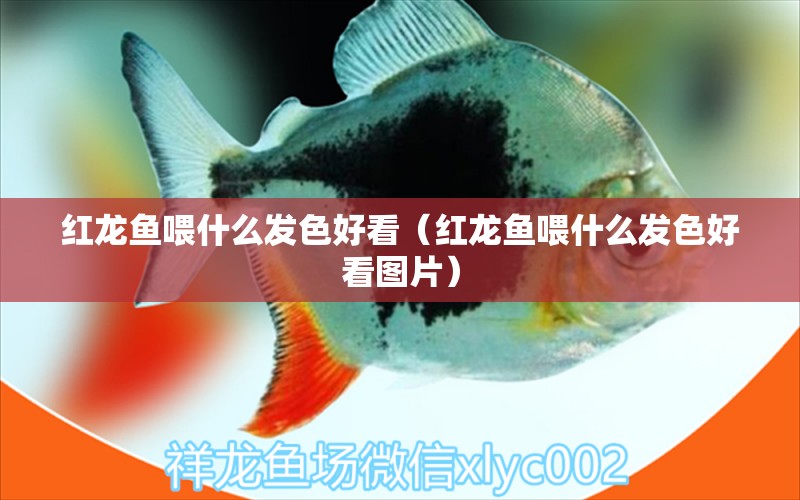 紅龍魚喂什么發(fā)色好看（紅龍魚喂什么發(fā)色好看圖片） 龍魚百科