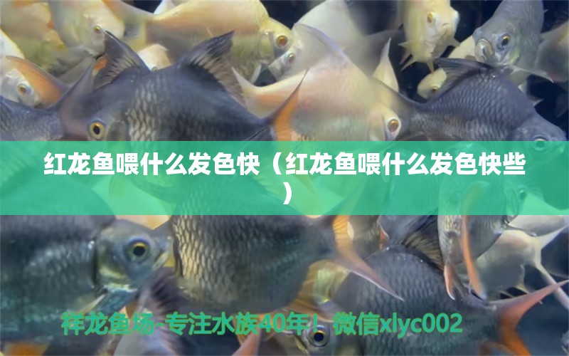 紅龍魚喂什么發(fā)色快（紅龍魚喂什么發(fā)色快些）