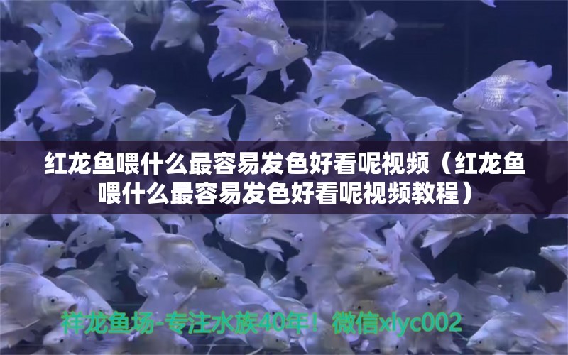 紅龍魚喂什么最容易發(fā)色好看呢視頻（紅龍魚喂什么最容易發(fā)色好看呢視頻教程） 龍魚百科