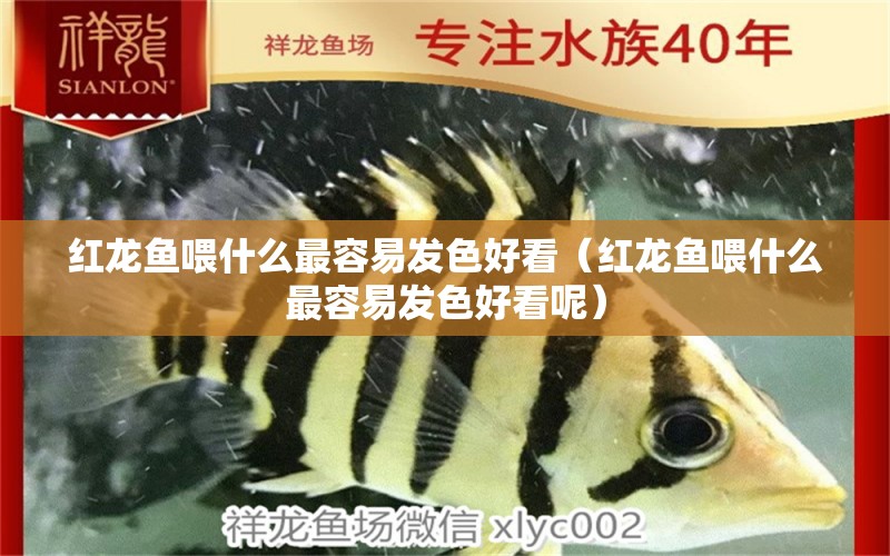 紅龍魚喂什么最容易發(fā)色好看（紅龍魚喂什么最容易發(fā)色好看呢） 印尼紅龍魚