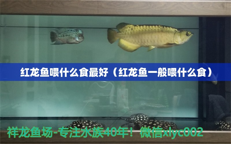 紅龍魚喂什么食最好（紅龍魚一般喂什么食） 印尼紅龍魚