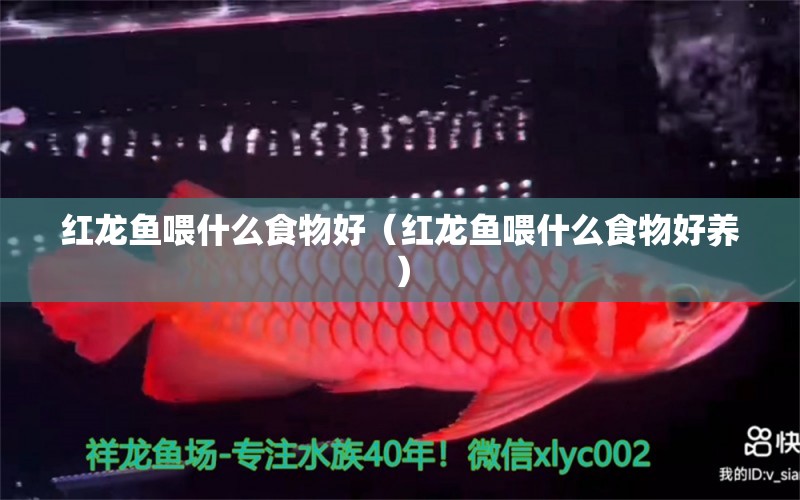 紅龍魚喂什么食物好（紅龍魚喂什么食物好養(yǎng)） 印尼紅龍魚