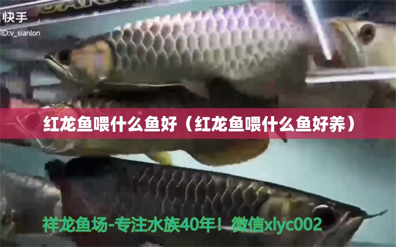 紅龍魚喂什么魚好（紅龍魚喂什么魚好養(yǎng)） 印尼紅龍魚