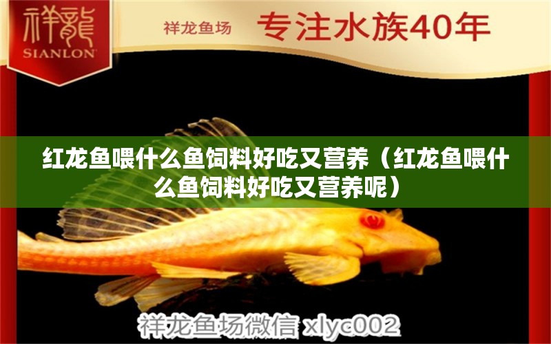 紅龍魚喂什么魚飼料好吃又營養(yǎng)（紅龍魚喂什么魚飼料好吃又營養(yǎng)呢）