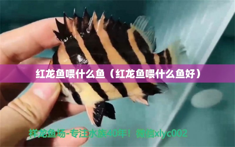 紅龍魚喂什么魚（紅龍魚喂什么魚好） 印尼紅龍魚