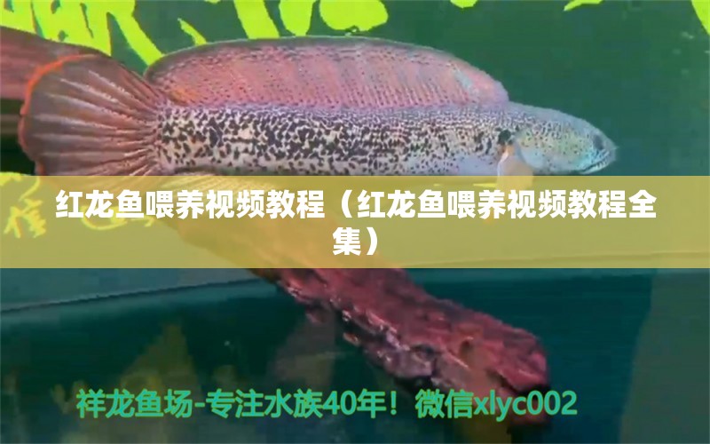 紅龍魚(yú)喂養(yǎng)視頻教程（紅龍魚(yú)喂養(yǎng)視頻教程全集）