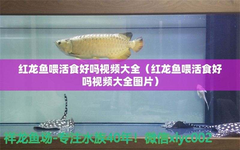 紅龍魚喂活食好嗎視頻大全（紅龍魚喂活食好嗎視頻大全圖片）