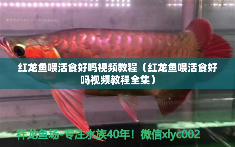 紅龍魚喂活食好嗎視頻教程（紅龍魚喂活食好嗎視頻教程全集）