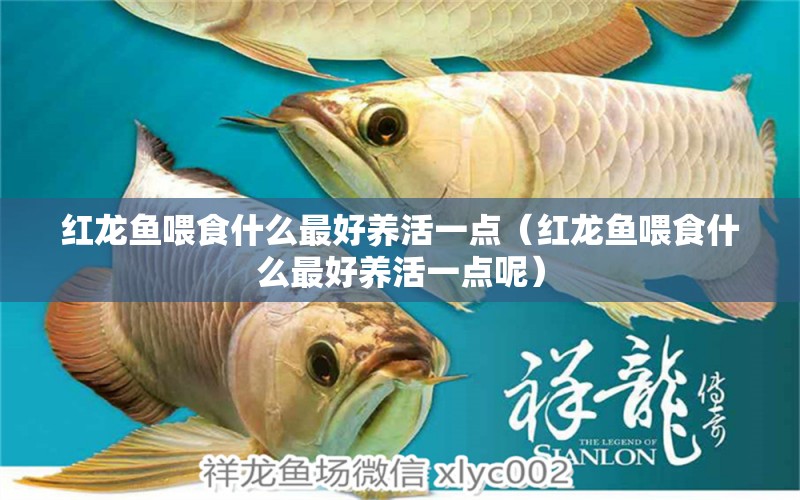 紅龍魚喂食什么最好養(yǎng)活一點（紅龍魚喂食什么最好養(yǎng)活一點呢） 龍魚百科