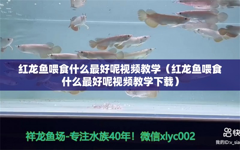 紅龍魚喂食什么最好呢視頻教學（紅龍魚喂食什么最好呢視頻教學下載） 龍魚百科