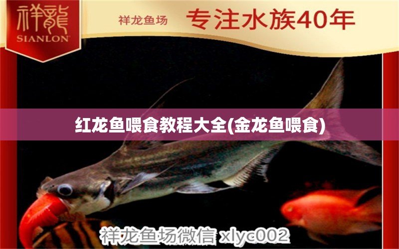 紅龍魚喂食教程大全(金龍魚喂食)