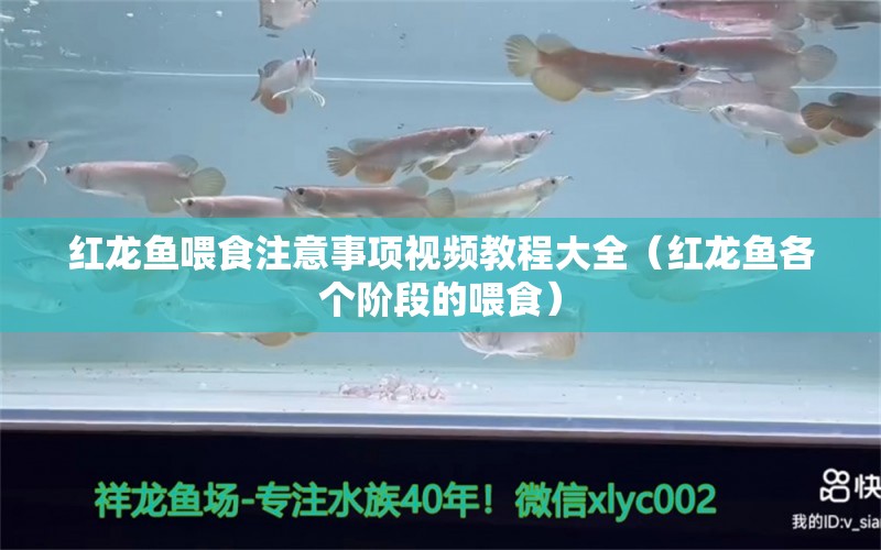 紅龍魚喂食注意事項視頻教程大全（紅龍魚各個階段的喂食） 龍魚百科